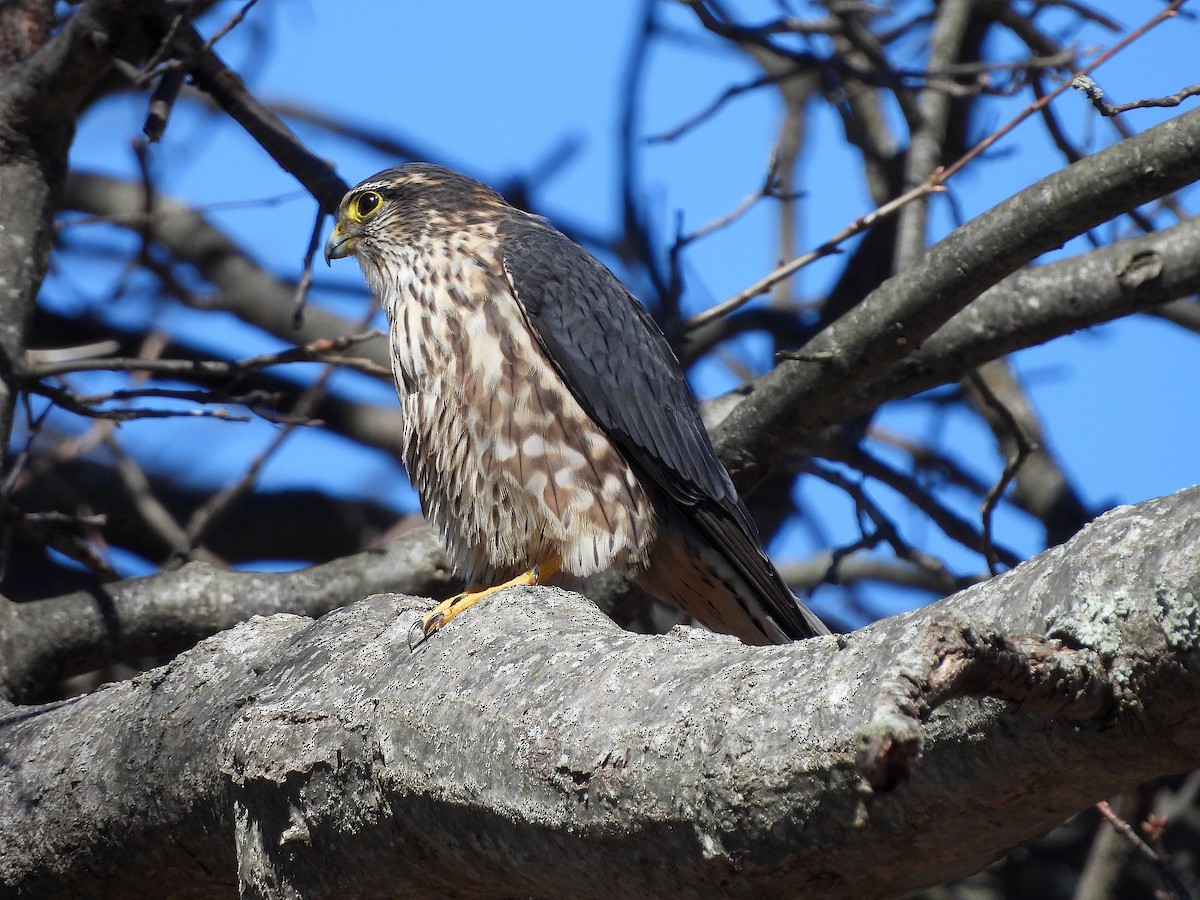 コチョウゲンボウ（columbarius） - ML615802578