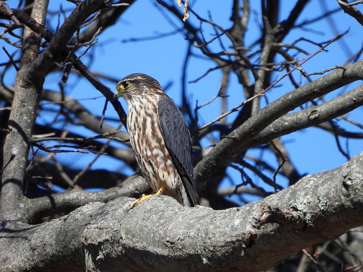 コチョウゲンボウ（columbarius） - ML615802579