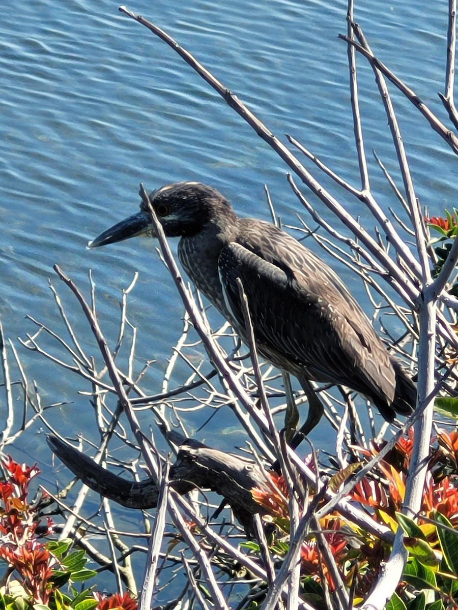 Yellow-crowned Night Heron - ML615802609