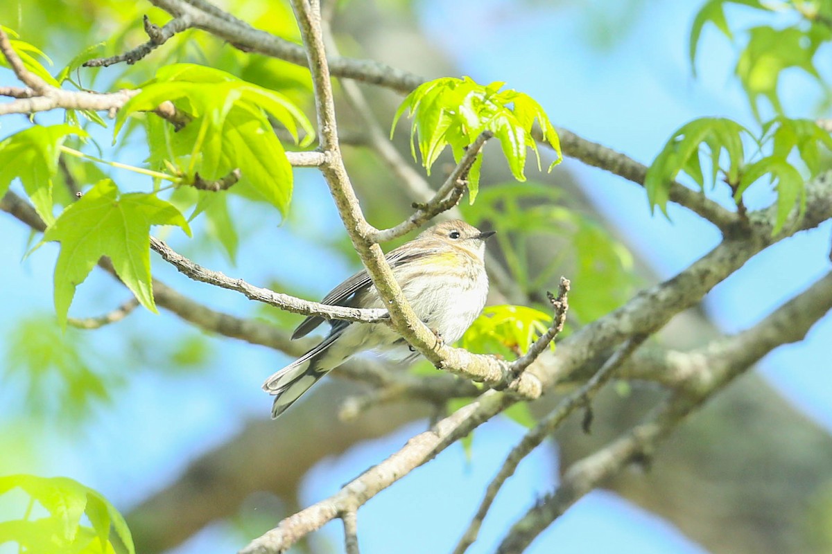 Yellow-rumped Warbler - ML615802639