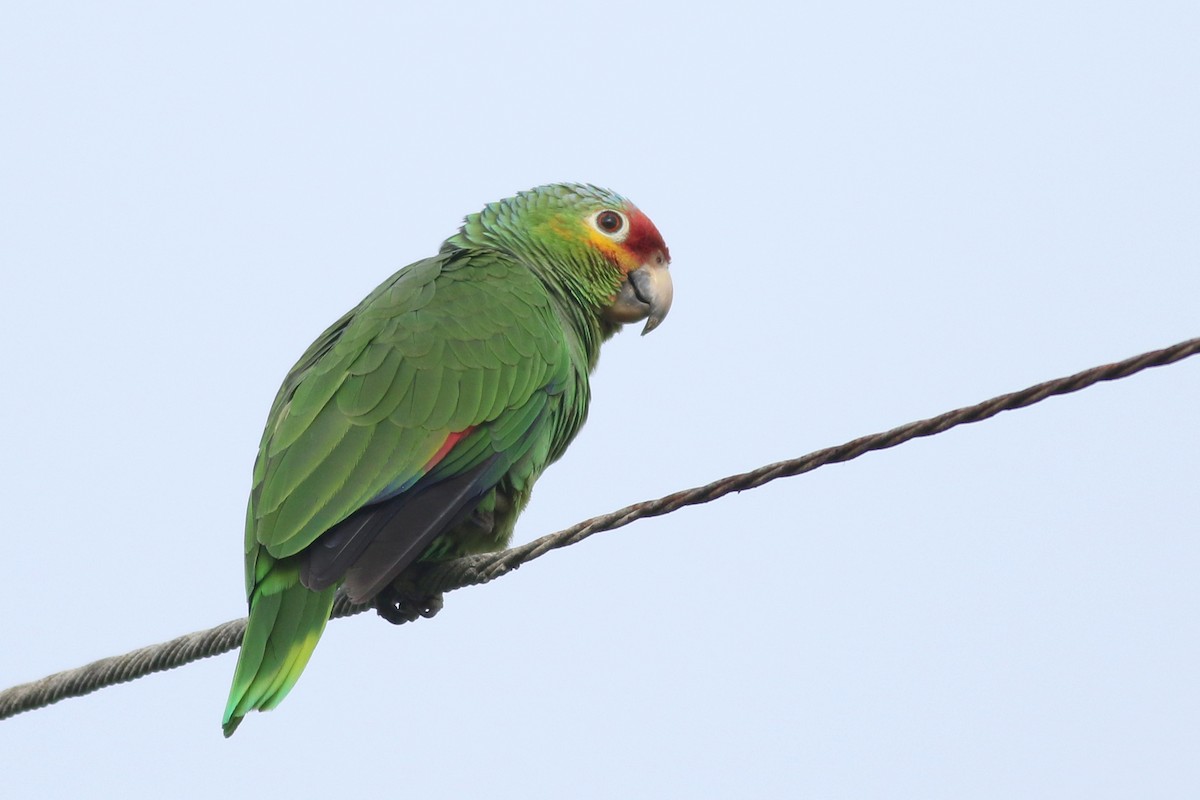 Red-lored Parrot - ML615802656