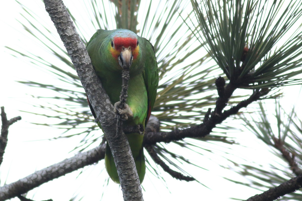 Red-lored Parrot - ML615802659