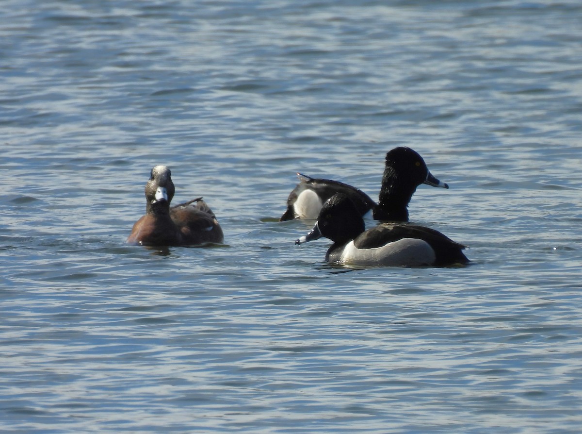 Ring-necked Duck - ML615802662