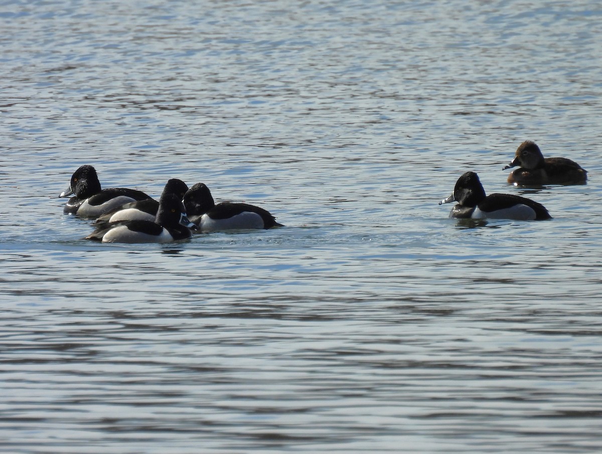 Ring-necked Duck - ML615802664