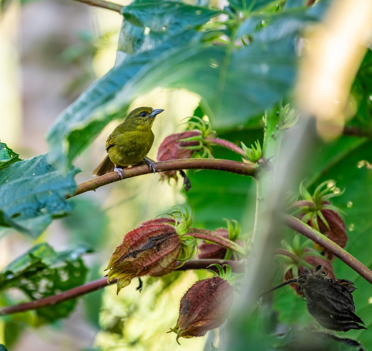 Black-eared Hemispingus - Phil Bonasia