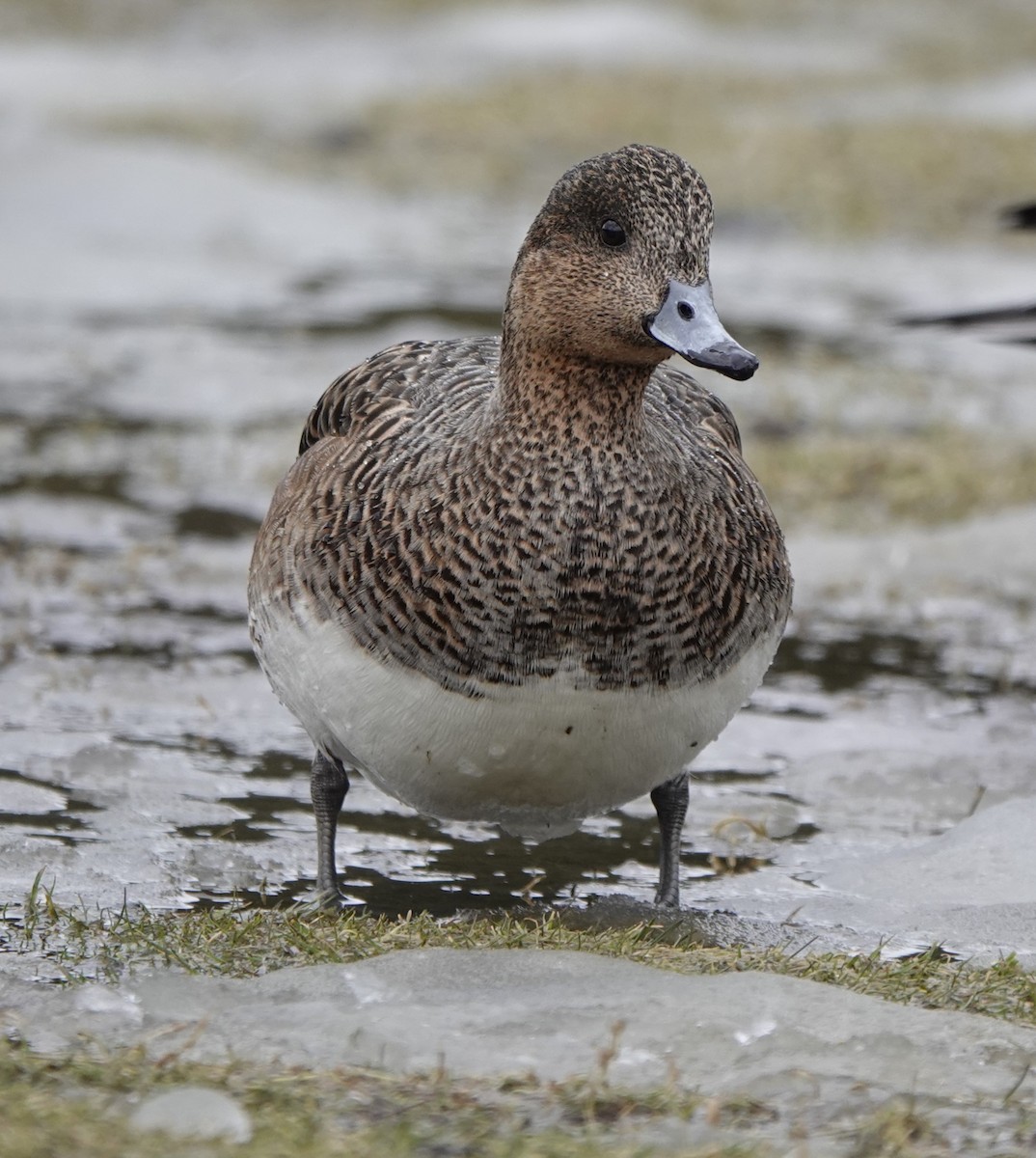 Eurasian Wigeon - ML615802719