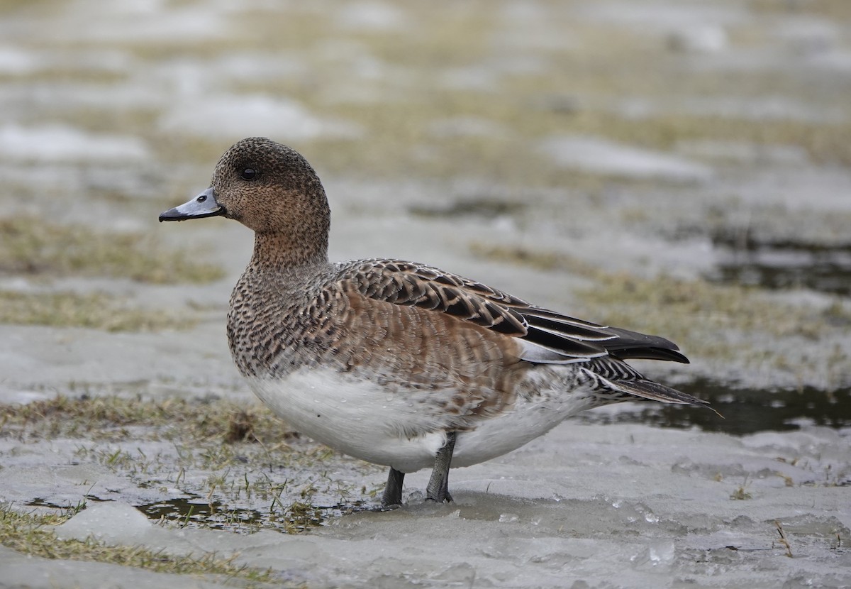 Eurasian Wigeon - ML615802721