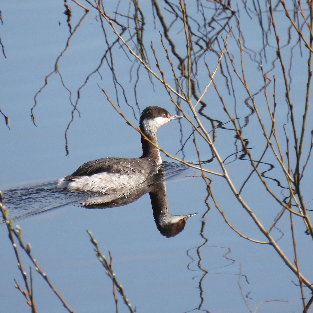 Horned Grebe - ML615802753