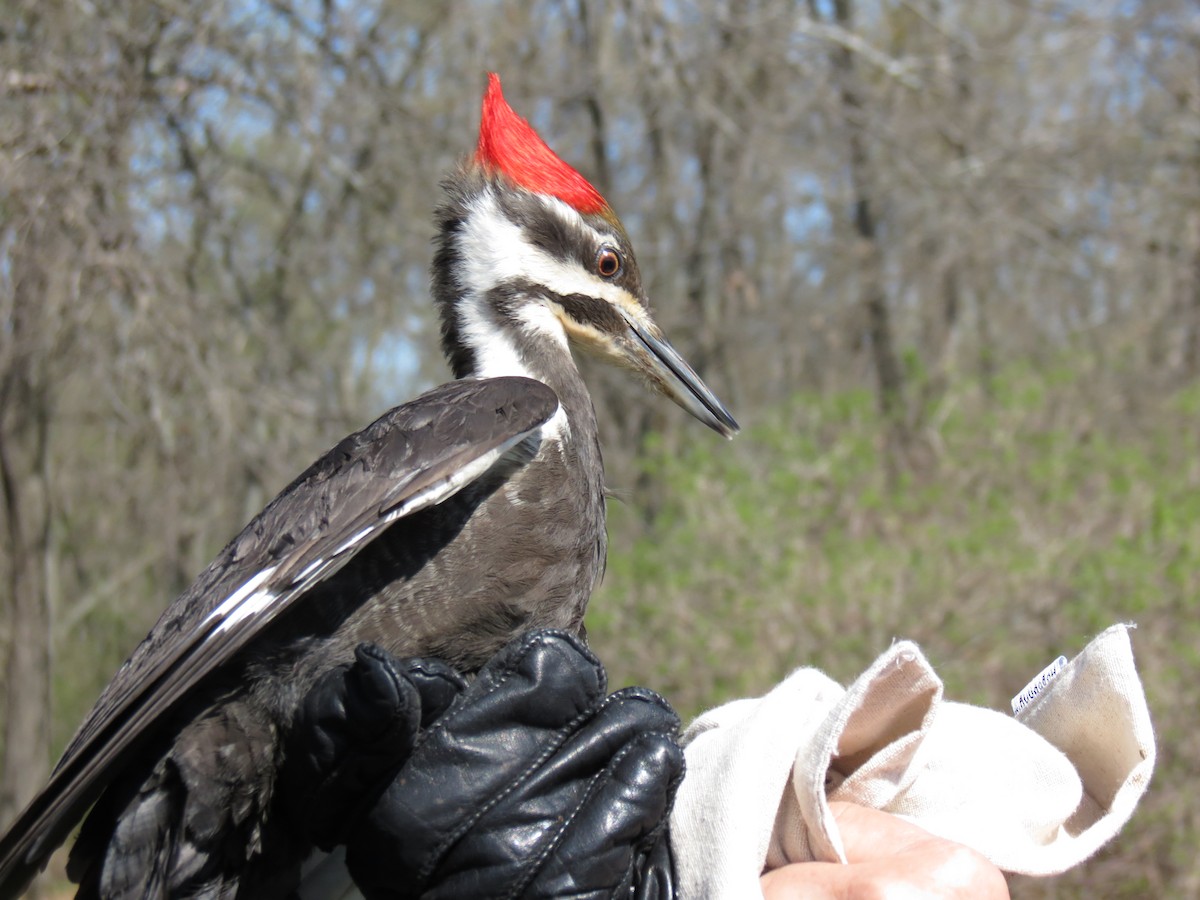 Pileated Woodpecker - ML615802792