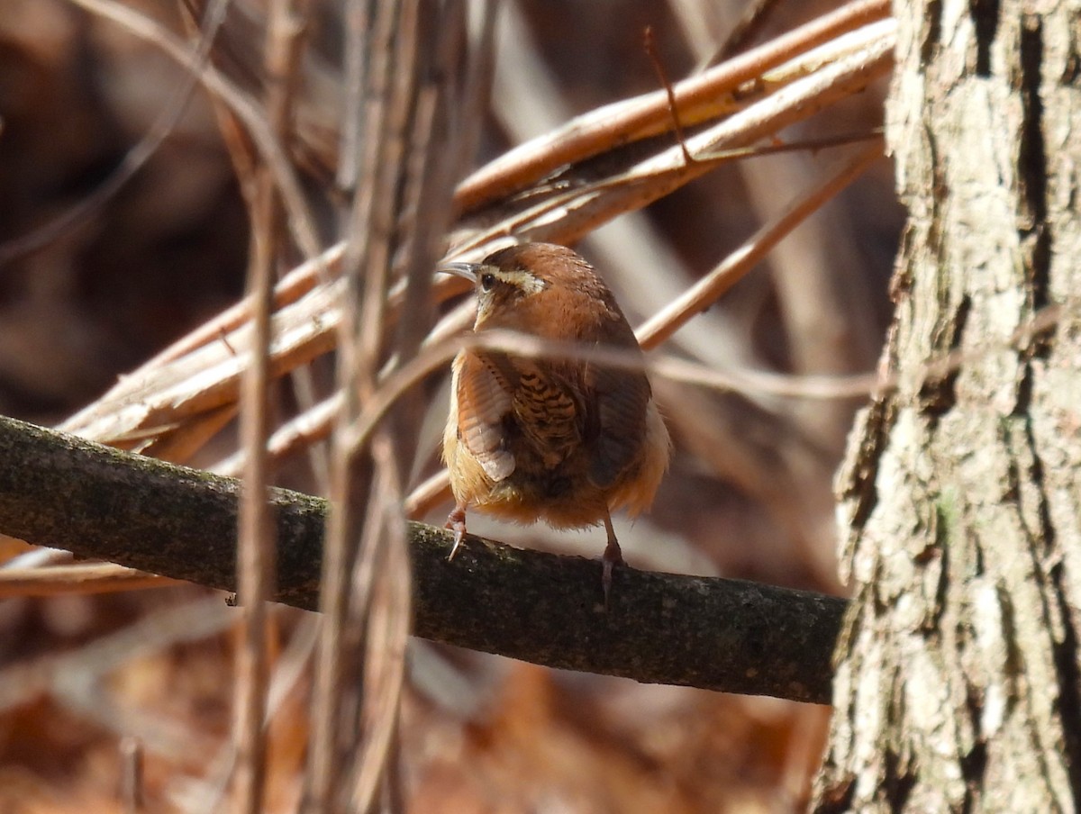 Carolina Wren - ML615802805