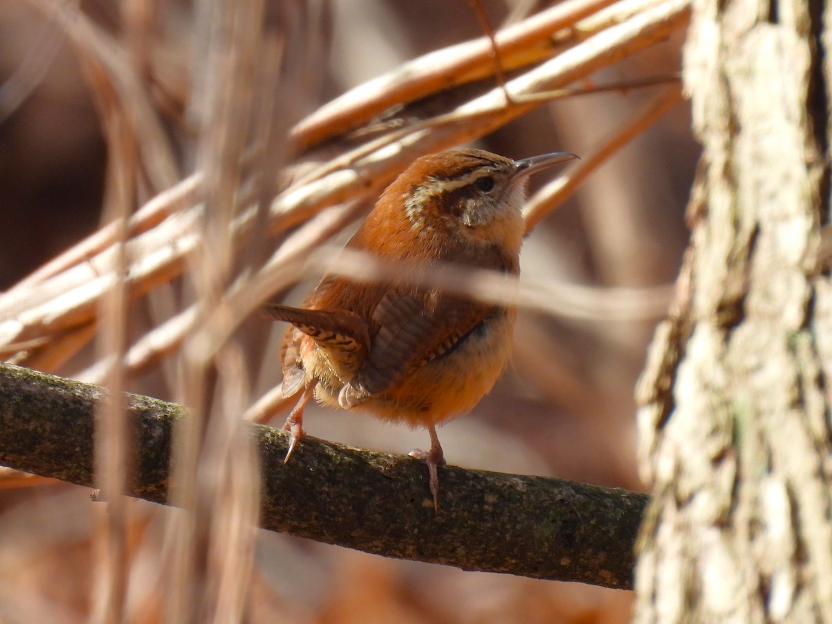 Carolina Wren - ML615802806
