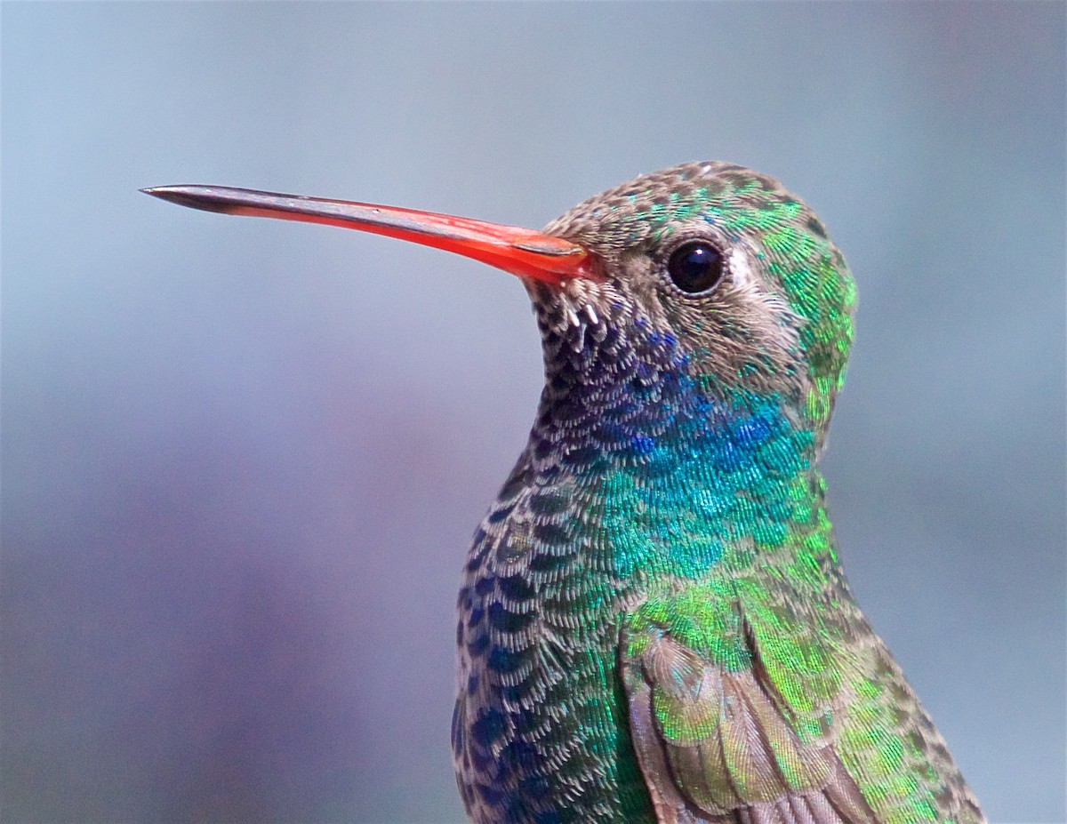 Broad-billed Hummingbird - Ed Harper