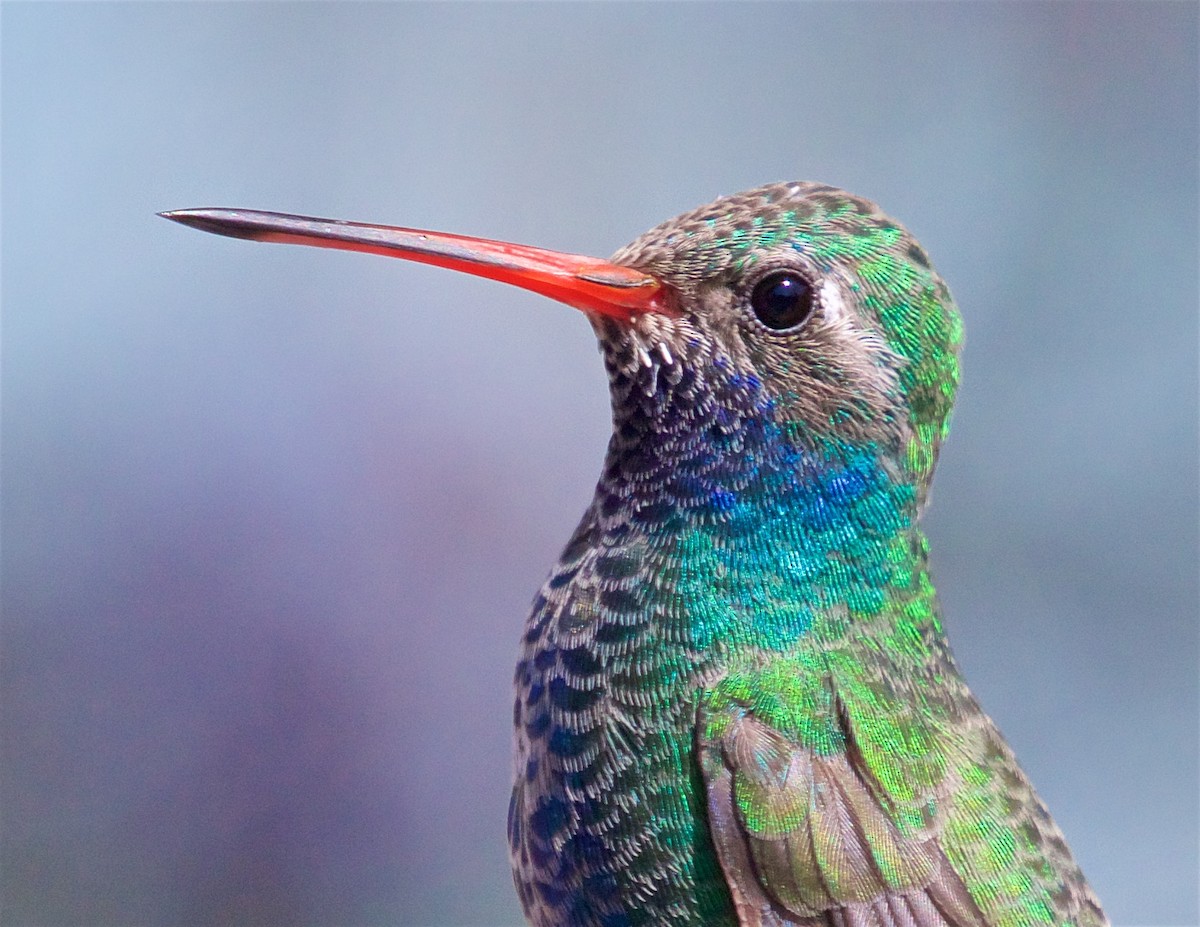 Broad-billed Hummingbird - ML615802811