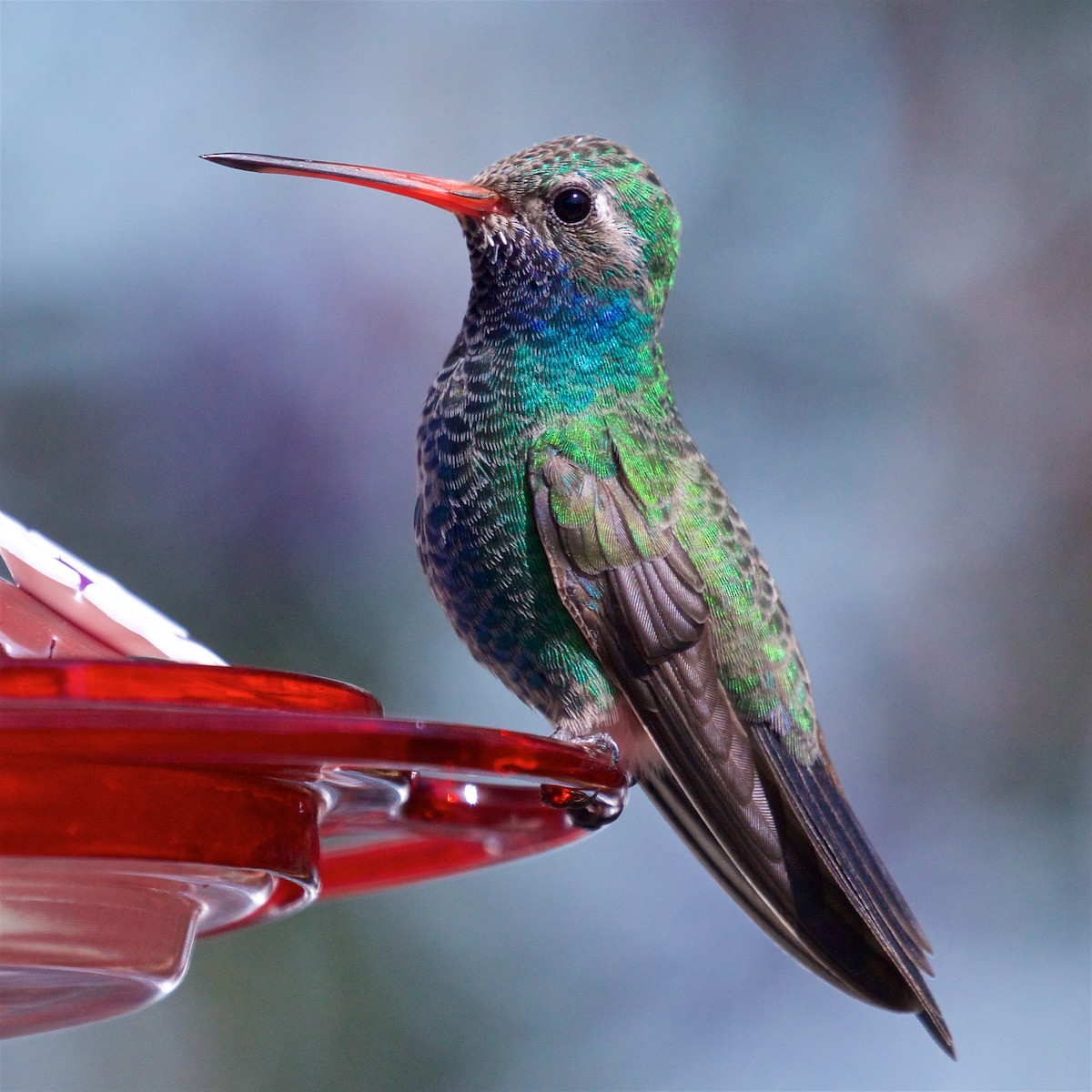 Broad-billed Hummingbird - Ed Harper