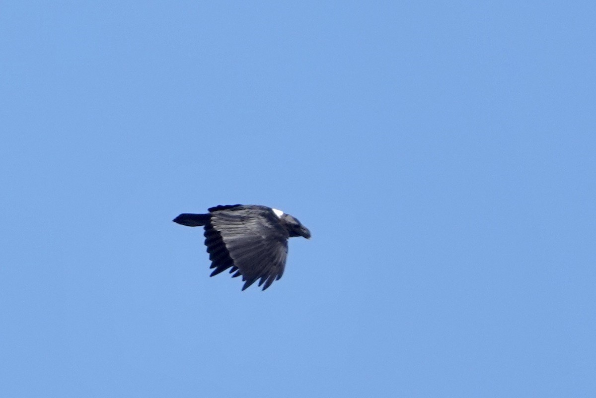 Corbeau à nuque blanche - ML615802820