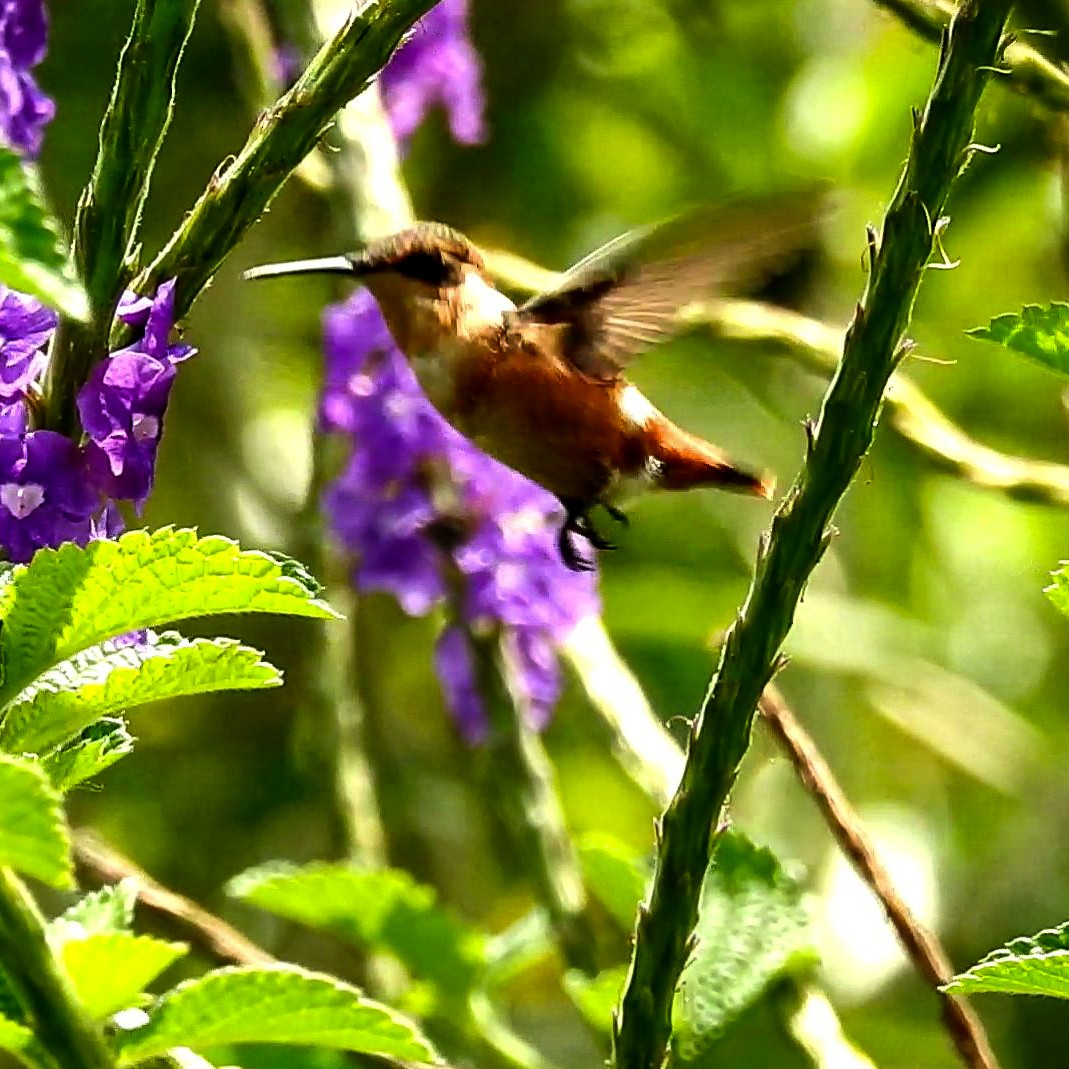 Colibri d'Héliodore - ML615802865