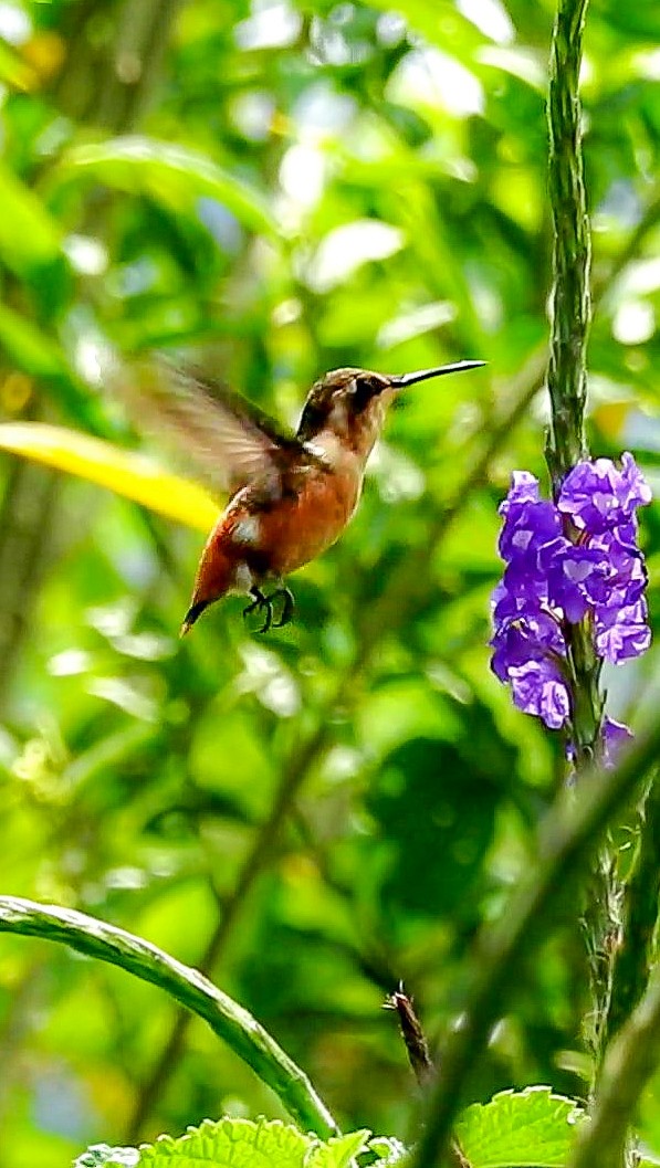 Colibrí de Heliodoro - ML615802866