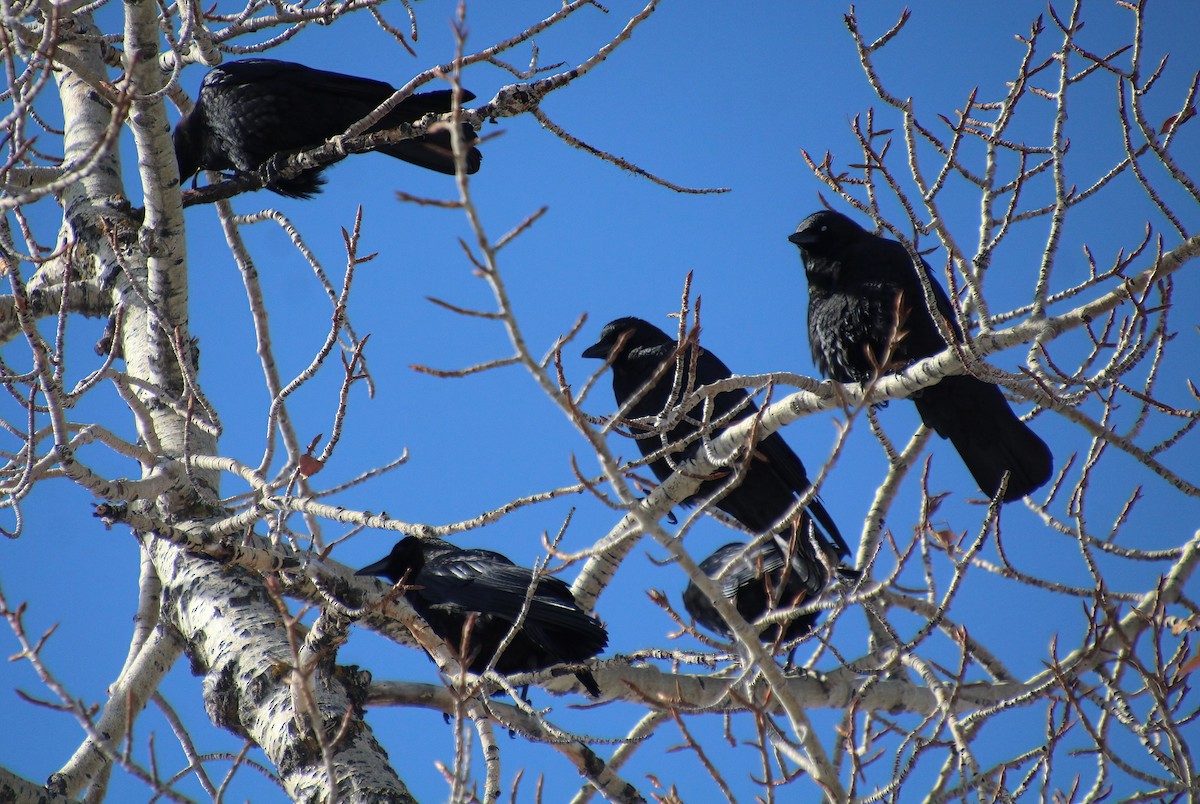 American Crow - ML615802870