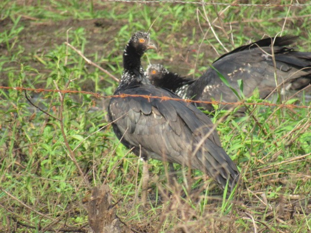 Horned Screamer - ML615802873