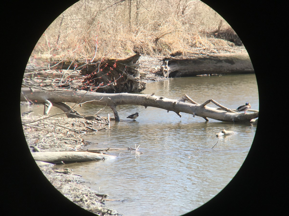 Wood Duck - ML615802882