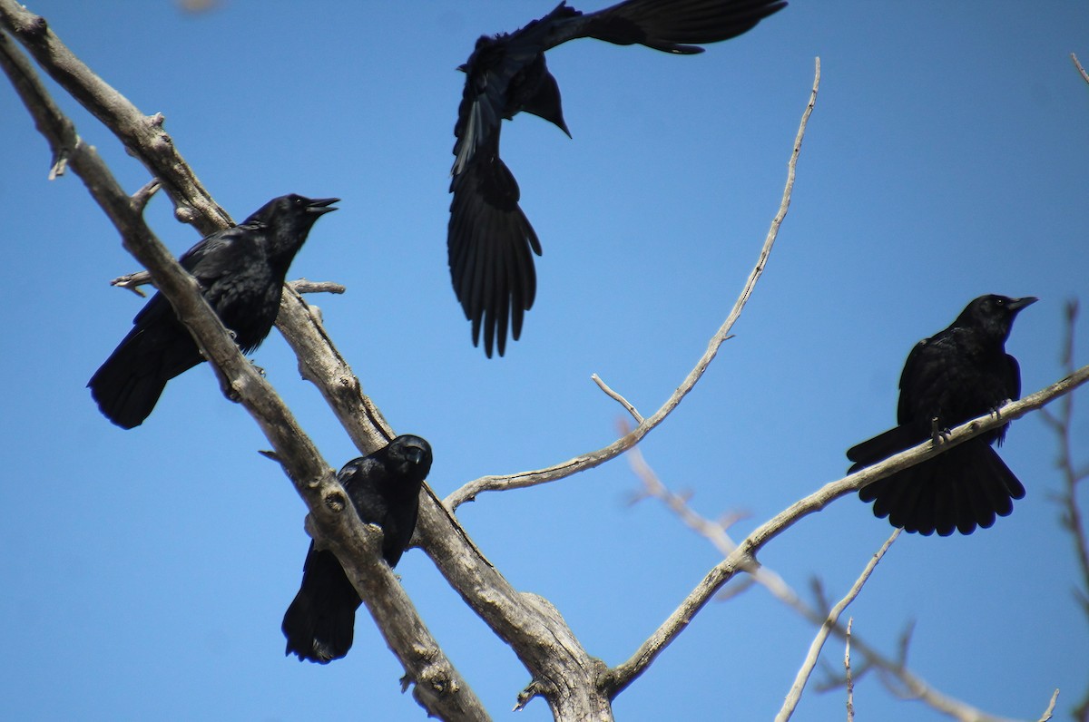 American Crow - Elaine Cassidy