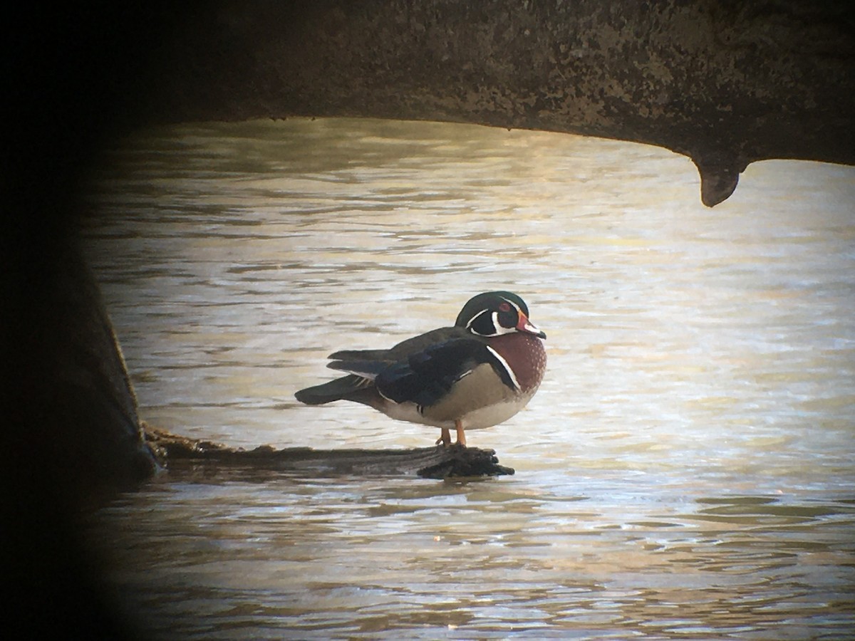 Wood Duck - ML615802893