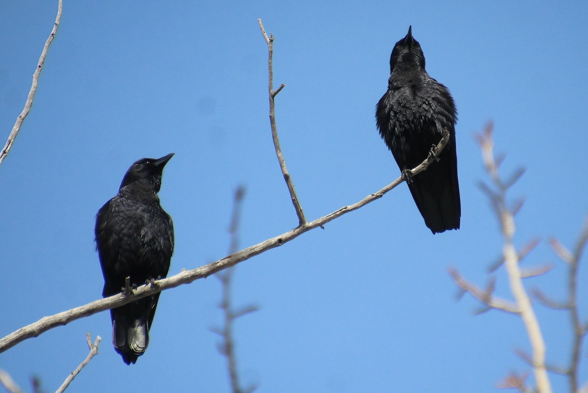 American Crow - ML615802901