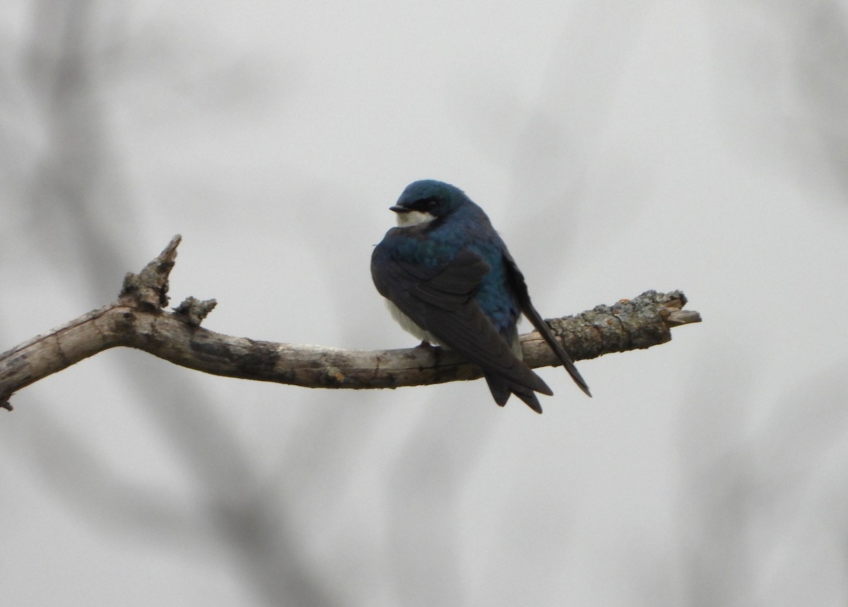 Tree Swallow - ML615802964