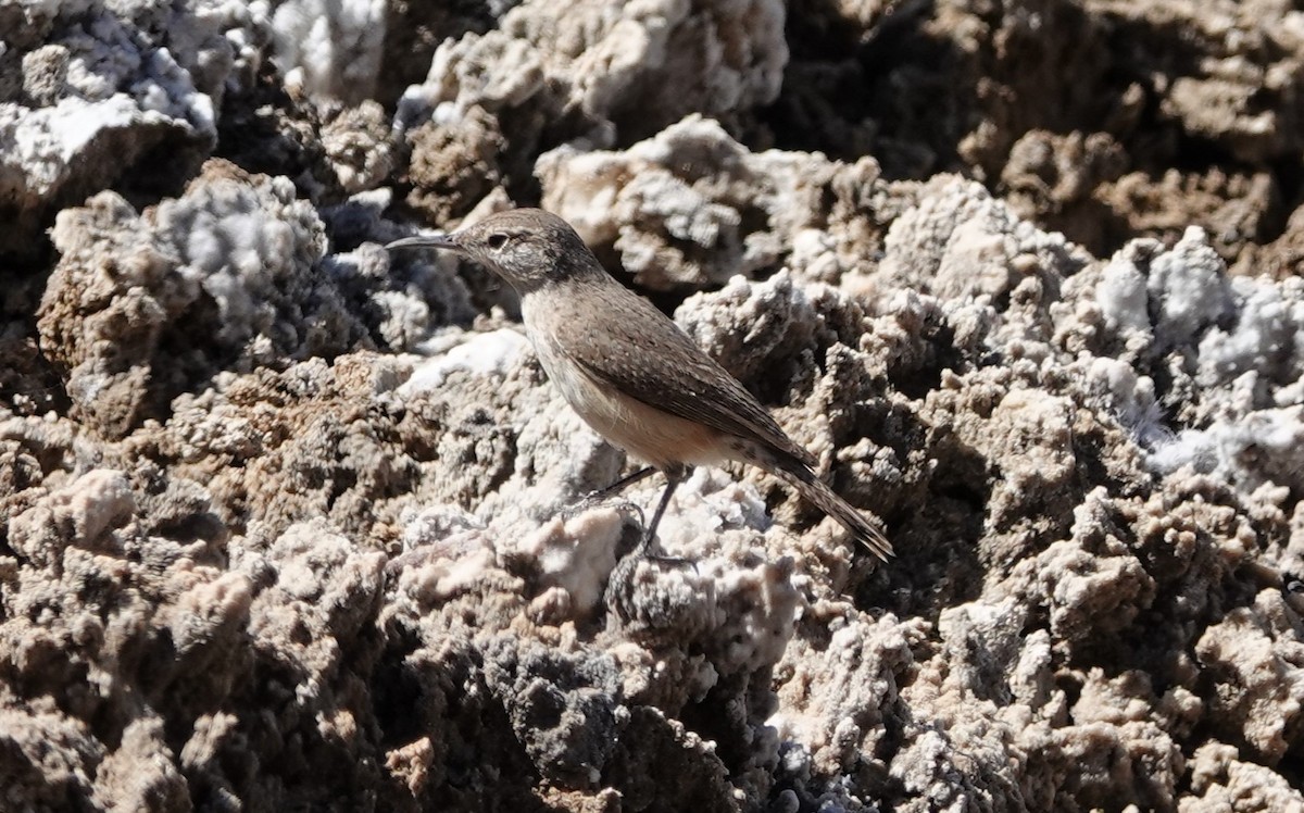 Rock Wren - ML615802966