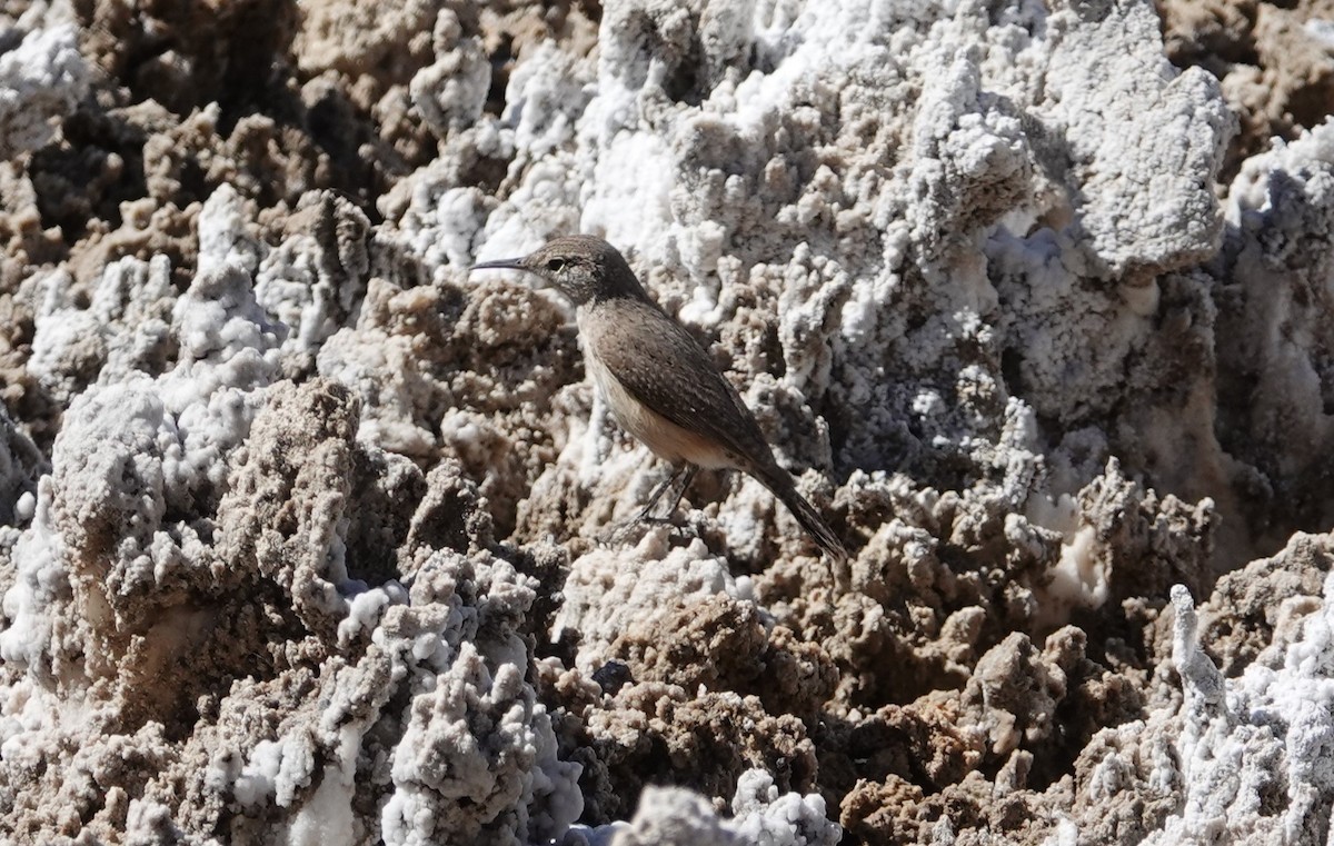 Rock Wren - ML615802967