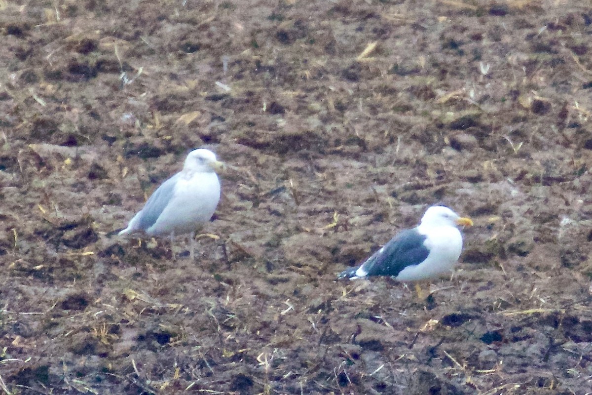 Lesser Black-backed Gull - ML615802983