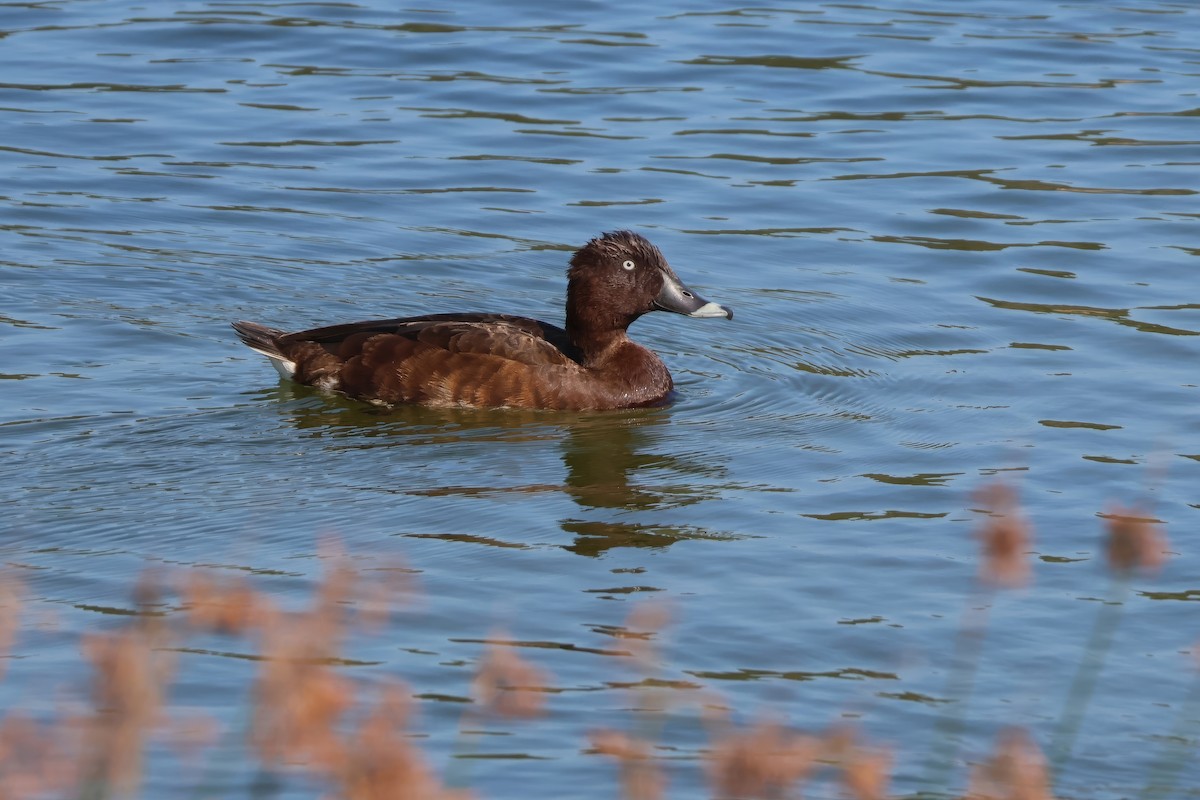 polák australský - ML615802992