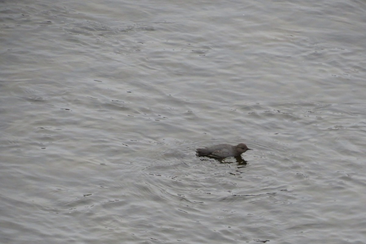 American Dipper - Robert (Bob) Richards