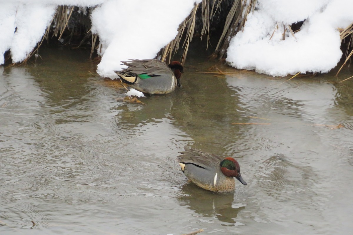 Green-winged Teal - ML615803069