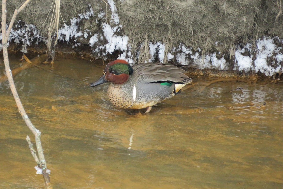 Green-winged Teal - ML615803070