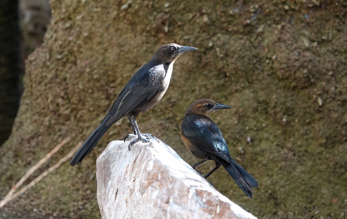 Great-tailed Grackle - ML615803077