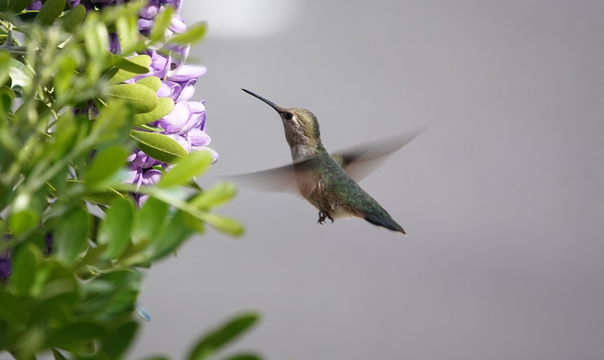 Anna's Hummingbird - ML615803085