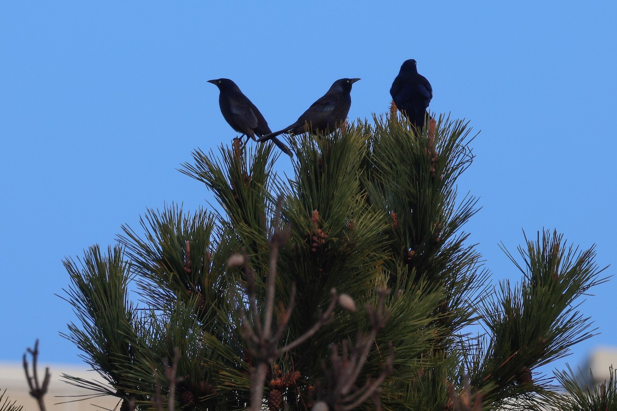 Boat-tailed Grackle - Phil Kenny