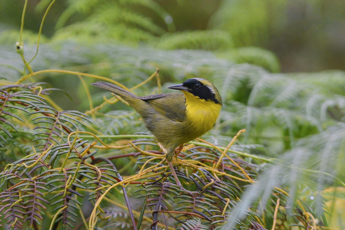 Bahama Yellowthroat - ML615803251