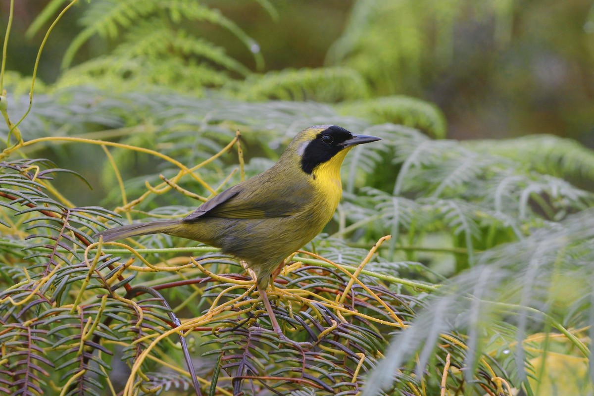 Bahama Yellowthroat - ML615803252