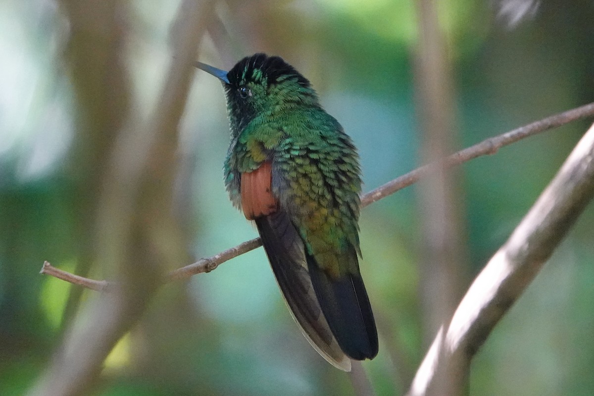 Stripe-tailed Hummingbird - mc coburn