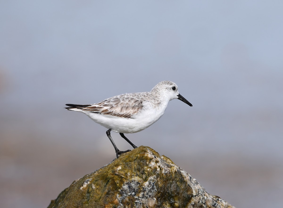 Bécasseau sanderling - ML615803258