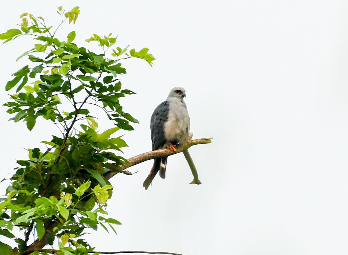 Plumbeous Kite - Carlos Proaño