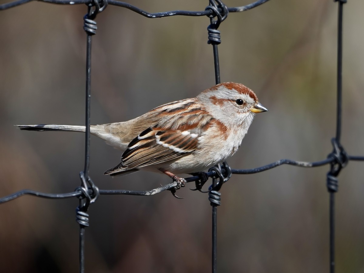 American Tree Sparrow - ML615803320