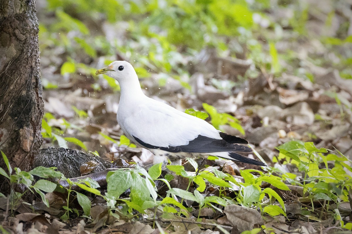 Torresian Imperial-Pigeon - ML615803321