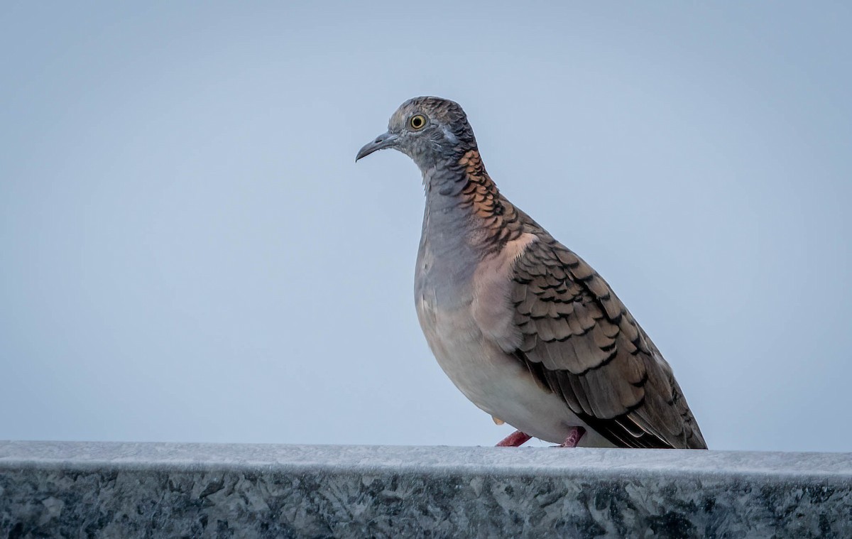 Bar-shouldered Dove - ML615803325