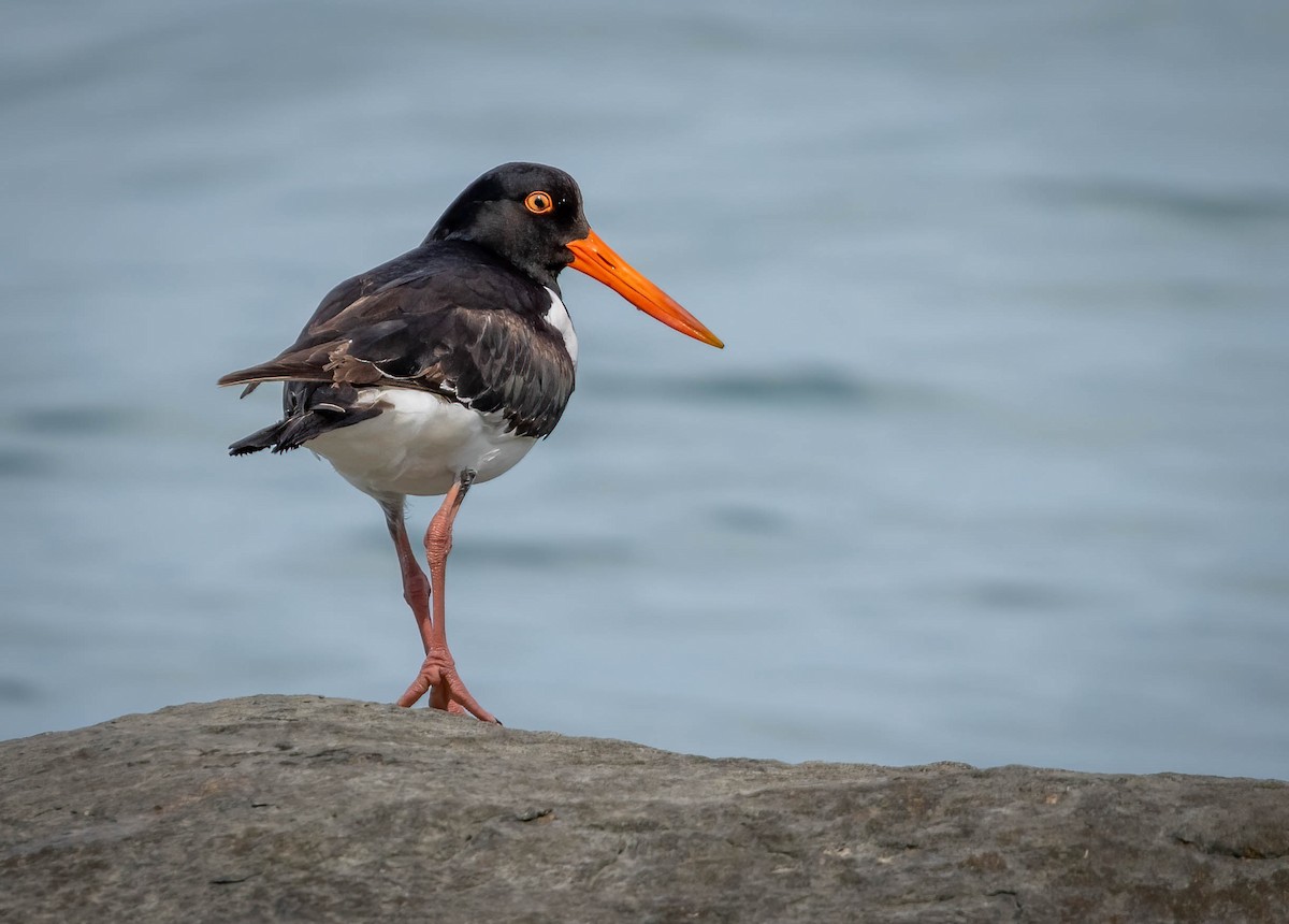 Pied Oystercatcher - ML615803349