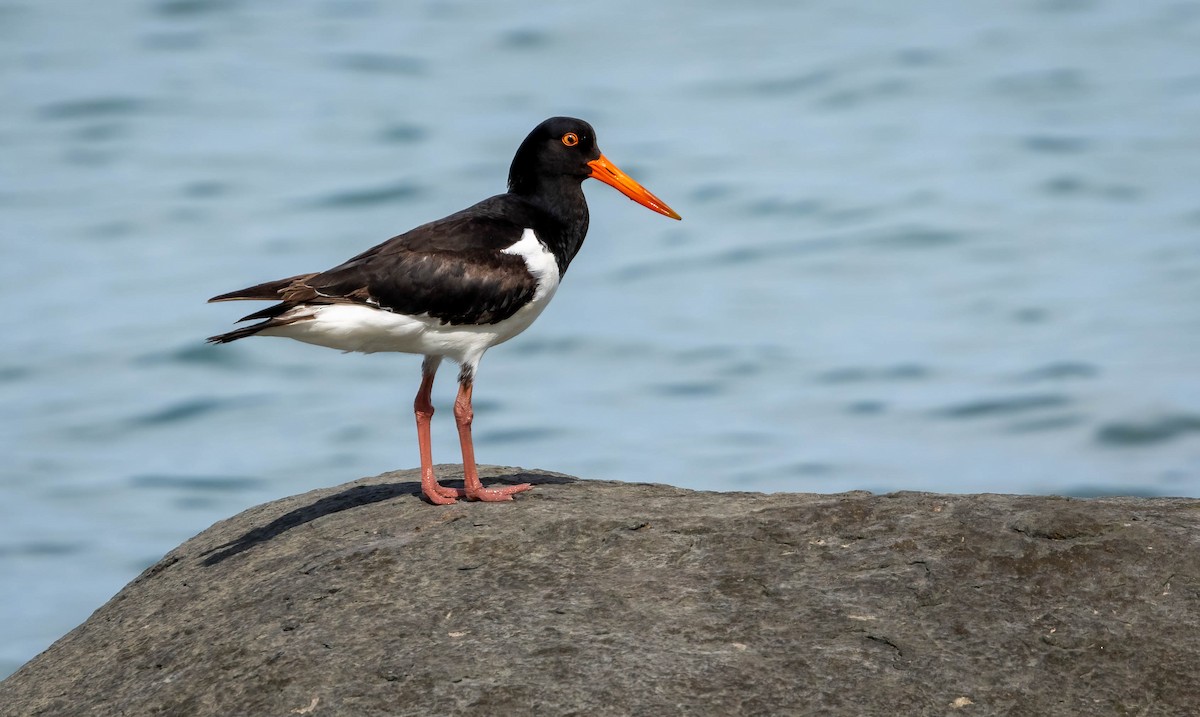 Pied Oystercatcher - ML615803350