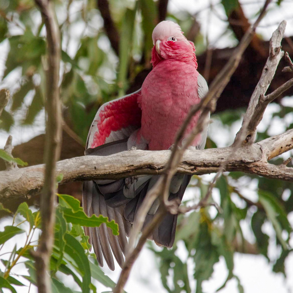 Cacatúa Galah - ML615803398