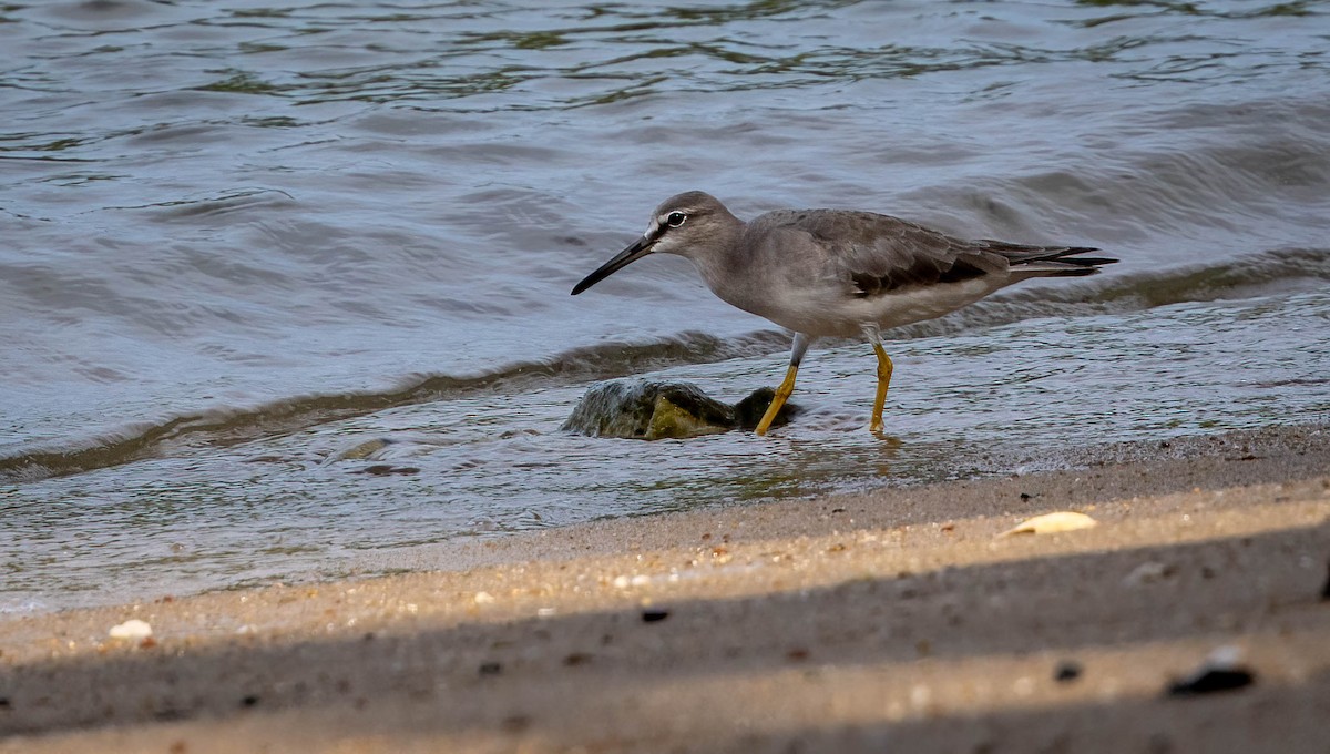 Grauschwanz-Wasserläufer - ML615803399